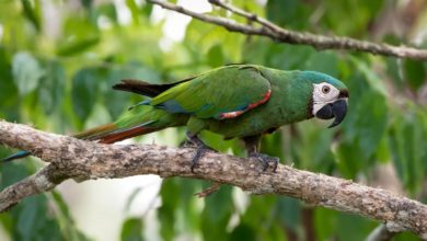 Liberación de especies silvestres en el Waraira Repano en el marco del “Mes de la Tierra”