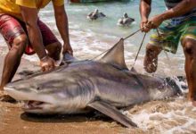Alerta ambiental en Venezuela: Científicos piden frenar el consumo de cazón para evitar la desaparición de tiburones