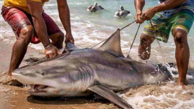 Alerta ambiental en Venezuela: Científicos piden frenar el consumo de cazón para evitar la desaparición de tiburones