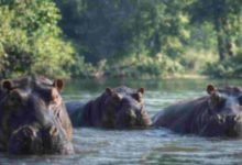Colombia autoriza sacrificio de hipopótamos de Pablo Escobar desatando debate ambiental y ético