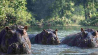 Colombia autoriza sacrificio de hipopótamos de Pablo Escobar desatando debate ambiental y ético