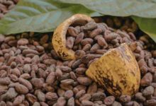 El cacao venezolano conquista Europa y eleva a Mayoy Cacao a la cima del chocolate artesanal