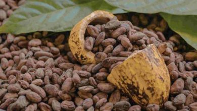 El cacao venezolano conquista Europa y eleva a Mayoy Cacao a la cima del chocolate artesanal