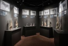 El Museo Falológico de Islandia, una colección única que atrae la curiosidad de visitantes de todo el mundo