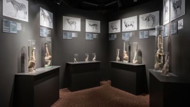 El Museo Falológico de Islandia, una colección única que atrae la curiosidad de visitantes de todo el mundo