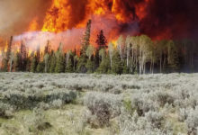 Incendios forestales golpean con fuerza a la ganadería de Utah y dejan miles de animales afectados