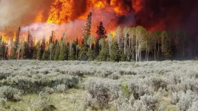 Incendios forestales golpean con fuerza a la ganadería de Utah y dejan miles de animales afectados