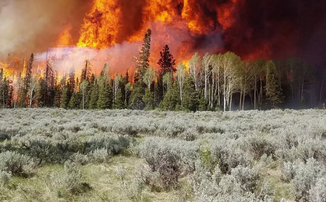 Incendios forestales golpean con fuerza a la ganadería de Utah y dejan miles de animales afectados