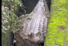 El caimán atrapado en un drenaje de El Hatillo que se hizo viral y activó protocolos de protección ambiental