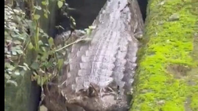 El caimán atrapado en un drenaje de El Hatillo que se hizo viral y activó protocolos de protección ambiental