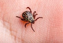 El virus Powassan enciende las alertas en Estados Unidos por un aumento histórico de contagios
