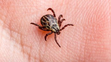 El virus Powassan enciende las alertas en Estados Unidos por un aumento histórico de contagios