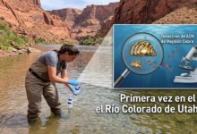 Detectan por primera ADN de mejillón cebra en el río Colorado de Utah