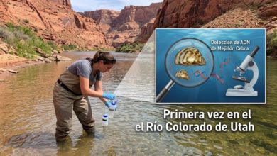 Detectan por primera ADN de mejillón cebra en el río Colorado de Utah