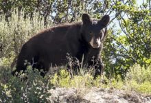 Utah registra un fuerte aumento de encuentros con osos negros durante 2026
