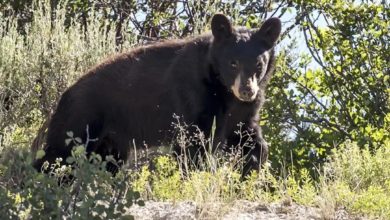 Utah registra un fuerte aumento de encuentros con osos negros durante 2026