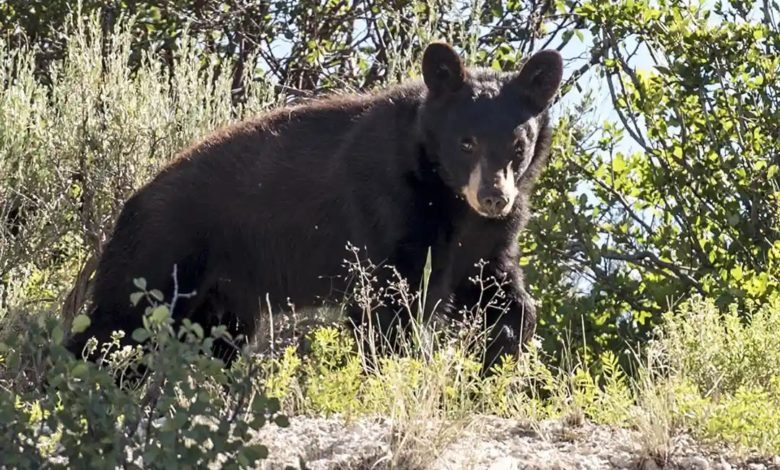 Utah registra un fuerte aumento de encuentros con osos negros durante 2026