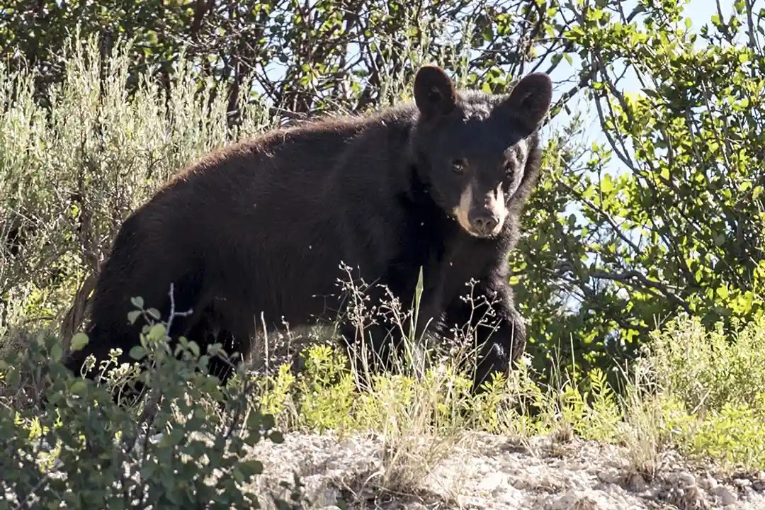 Utah registra un fuerte aumento de encuentros con osos negros durante 2026