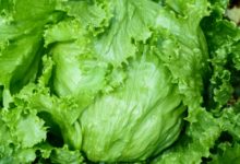 Brote de Cyclospora vinculado a la lechuga iceberg
