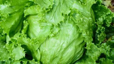 Brote de Cyclospora vinculado a la lechuga iceberg