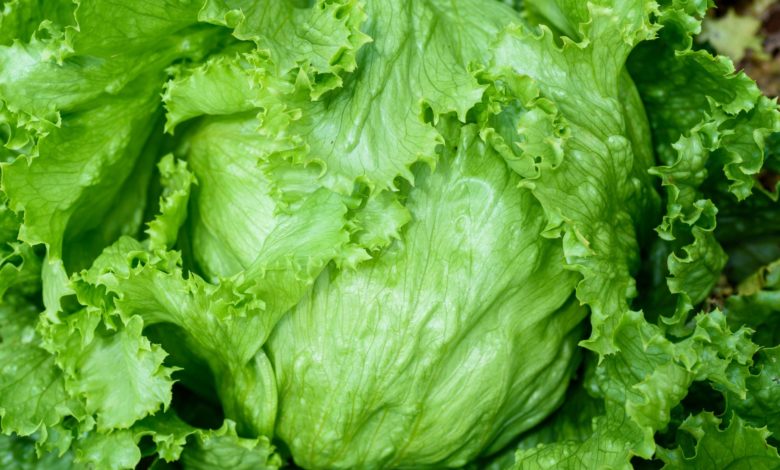 Brote de Cyclospora vinculado a la lechuga iceberg