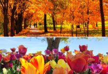 Equinoccio de septiembre: La primavera llega al sur y el otoño transforma el norte