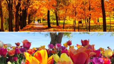 Equinoccio de septiembre: La primavera llega al sur y el otoño transforma el norte