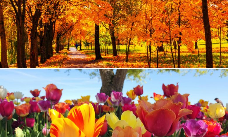 Equinoccio de septiembre: La primavera llega al sur y el otoño transforma el norte