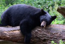 Oso negro aparece en estacionamiento de un centro comercial en Ogden y DWR decide sacrificarlo