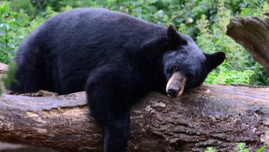 Oso negro aparece en estacionamiento de un centro comercial en Ogden y DWR decide sacrificarlo