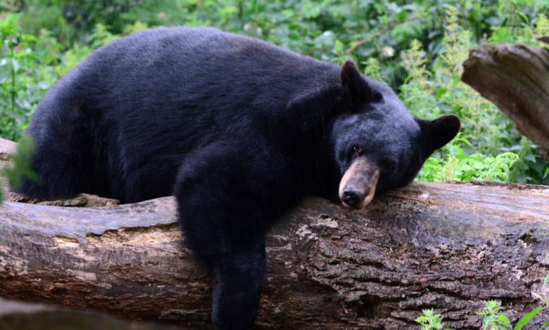 Oso negro aparece en estacionamiento de un centro comercial en Ogden y DWR decide sacrificarlo