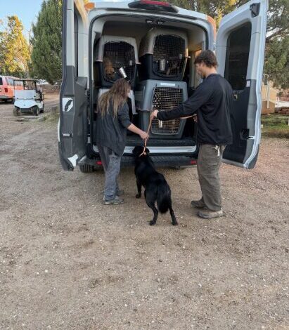 Trasladan a 19 perros a Salt Lake City para liberar espacio en albergues afectados por las inundaciones
