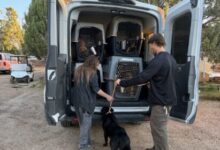 Trasladan a 19 perros a Salt Lake City para liberar espacio en albergues afectados por las inundaciones