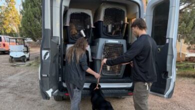 Trasladan a 19 perros a Salt Lake City para liberar espacio en albergues afectados por las inundaciones