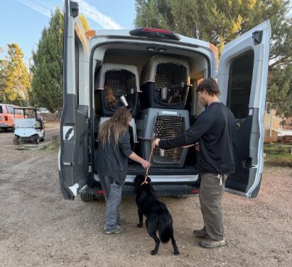 Trasladan a 19 perros a Salt Lake City para liberar espacio en albergues afectados por las inundaciones