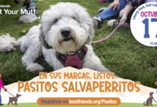 Salt Lake City recupera su gran caminata solidaria para ayudar a perros y gatos sin hogar