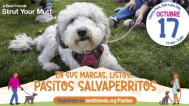 Salt Lake City recupera su gran caminata solidaria para ayudar a perros y gatos sin hogar